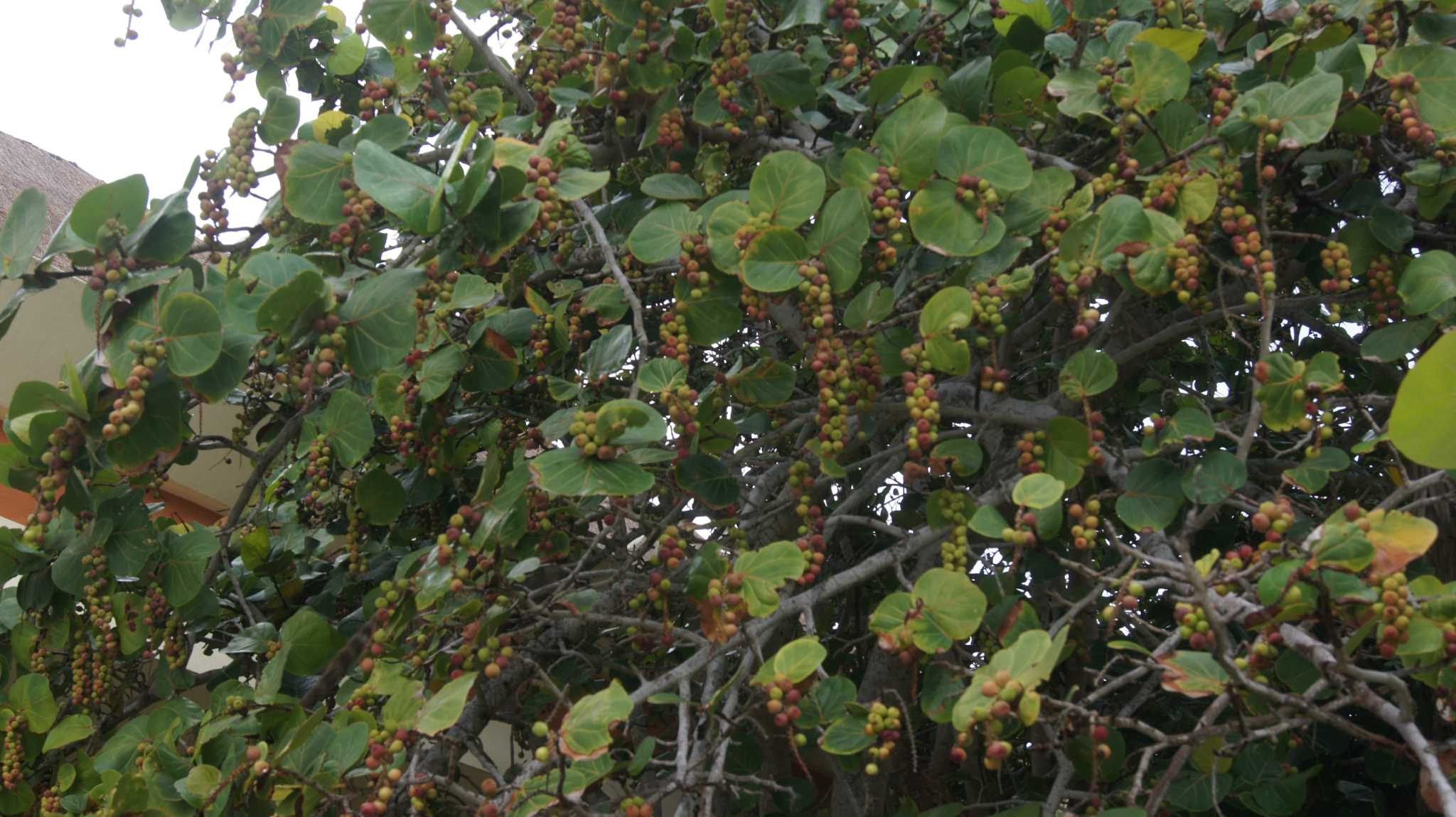       - Bahia principe - A Coati(like a blend of a badger & a lemur)-wilde grape